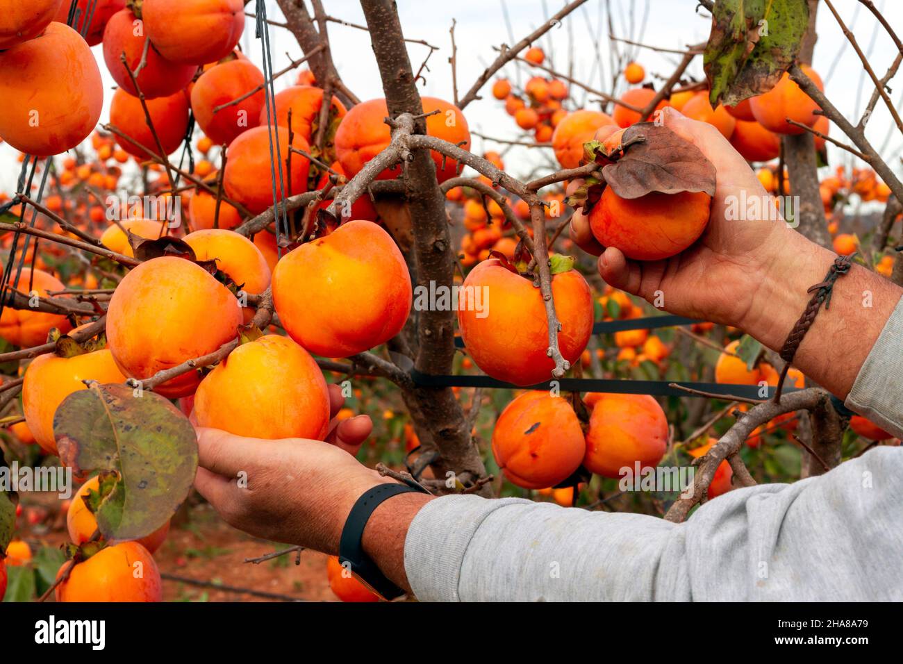 L'agriculteur récolte des kakis (Diospyros kaki, kaki persimmon) dans une parcelle de la désignation protégée d'origine (D.O.P.)Ribera del Xúquer à Valence (Espagne) Banque D'Images