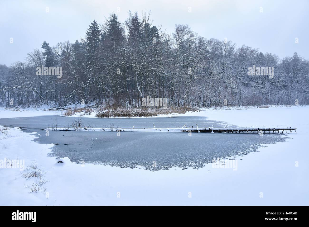 Lac gelé et forêt neige hiver, beau paysage.Pologne Banque D'Images