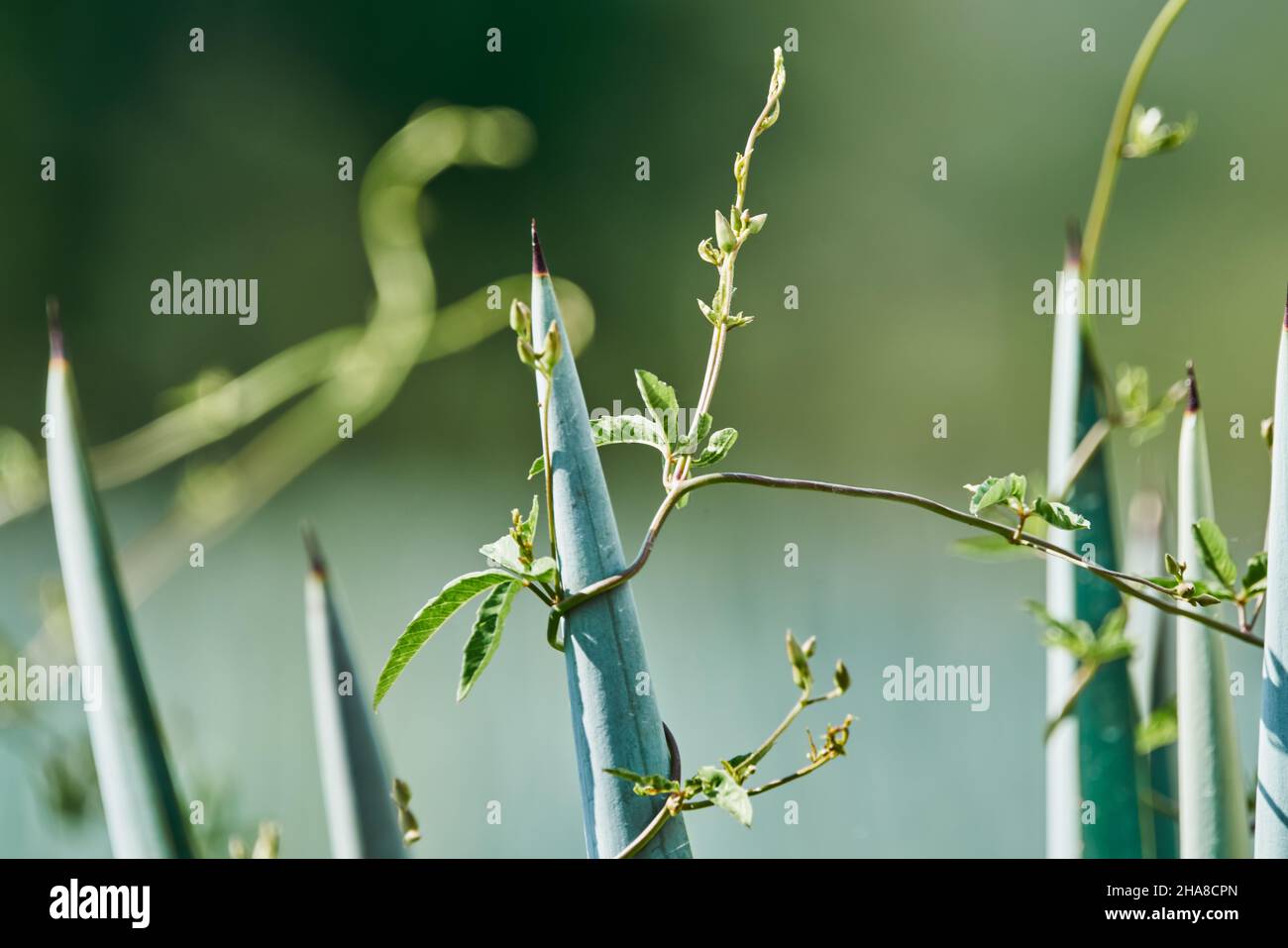 Plantation d'agave bleue dans le champ pour faire de la tequila Banque D'Images