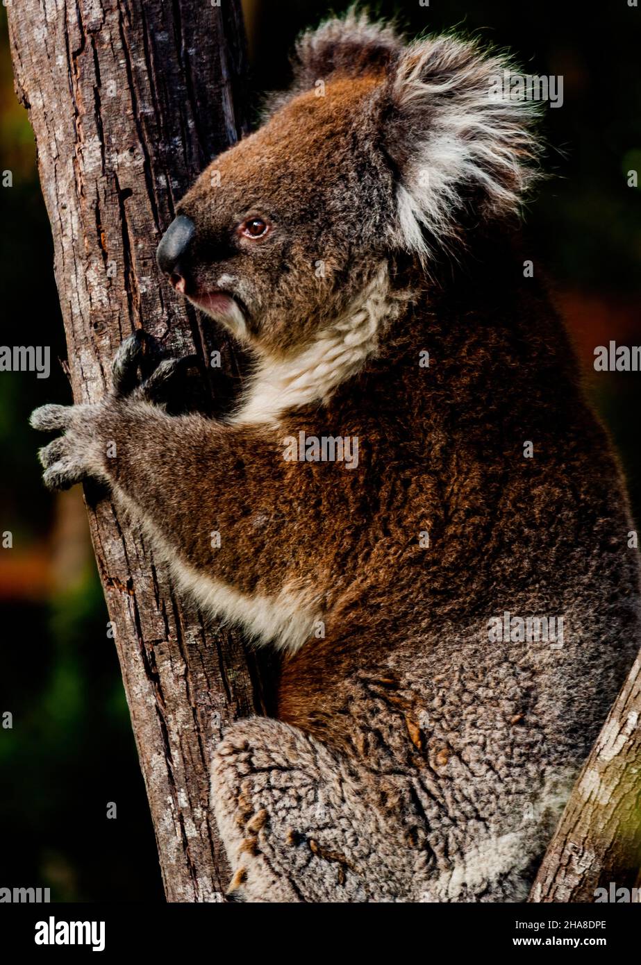 Mignon koala australien dans son habitat naturel de gumtrees Banque D'Images