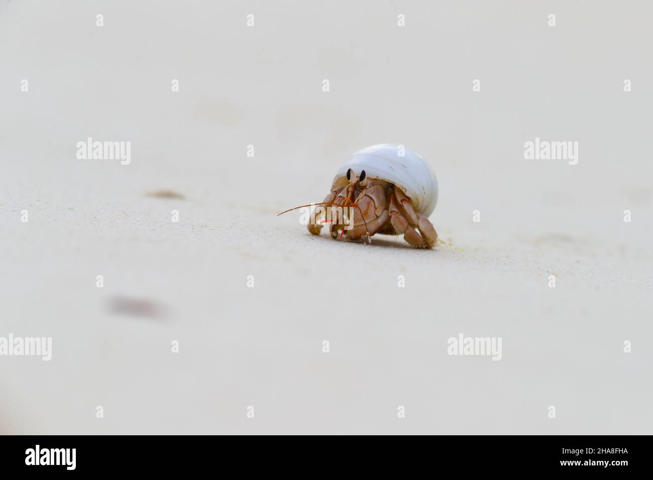 Coenobita perlatus, une espèce de crabe hermite terrestre connue sous le nom de crabe hermite fraise, sur l'atoll de Cosmodeo aux Seychelles Banque D'Images