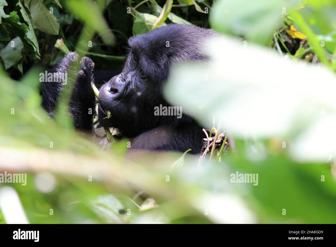 gorille de montagne (gorilla beringei beringei) - Bwindi Nationalpark, Ouganda, Afrique Banque D'Images