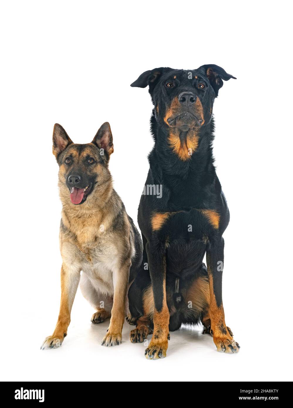 Beauceron Ou Berger Allemand