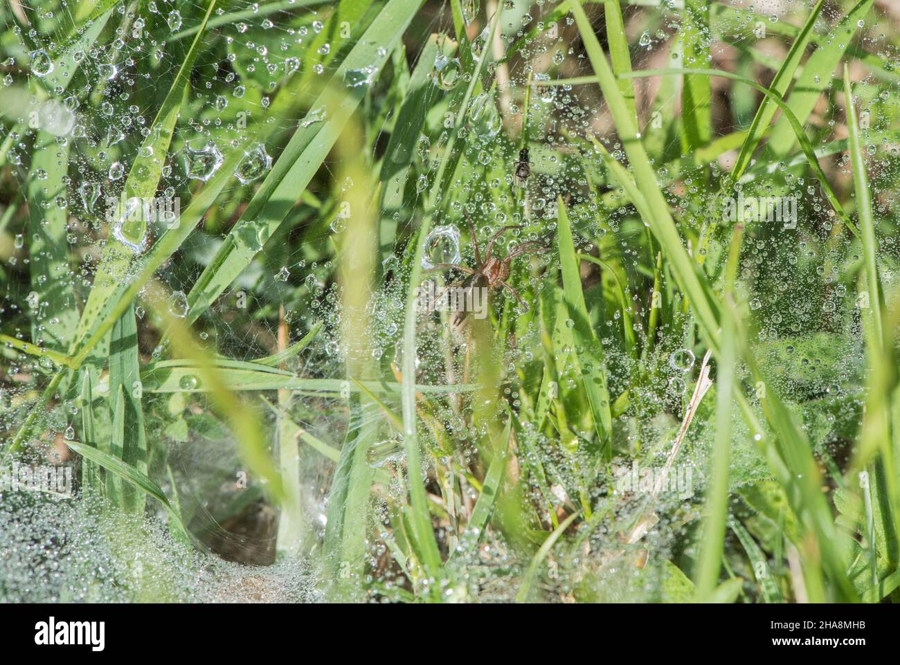 Labyrinthe Spider - Agelena labyrinthica sur son web Banque D'Images