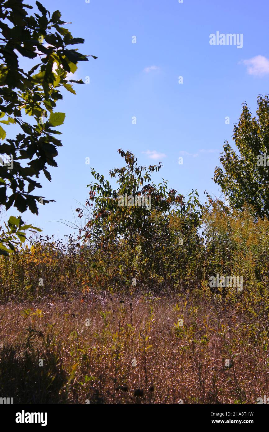 Paysage d'automne doré sur la prairie de l'Illinois. Banque D'Images