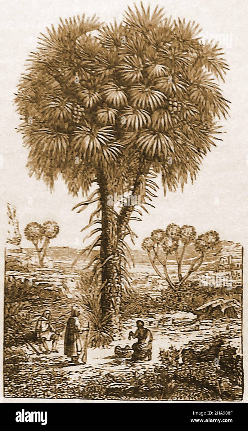 Illustration d'un palmier du Doum (Hyphoene thebaica) à la fin du siècle 19th.Il pousse dans des régions plus chaudes et a des fruits comestibles .Il est également connu sous le nom d'arbre de pain d'épice et de la paume de la flèche.Il a une large gamme d'utilisations, y compris les objets en bois, balais, cordes, chaume, matériaux de tissage et l'utilisation comme un légume. Banque D'Images
