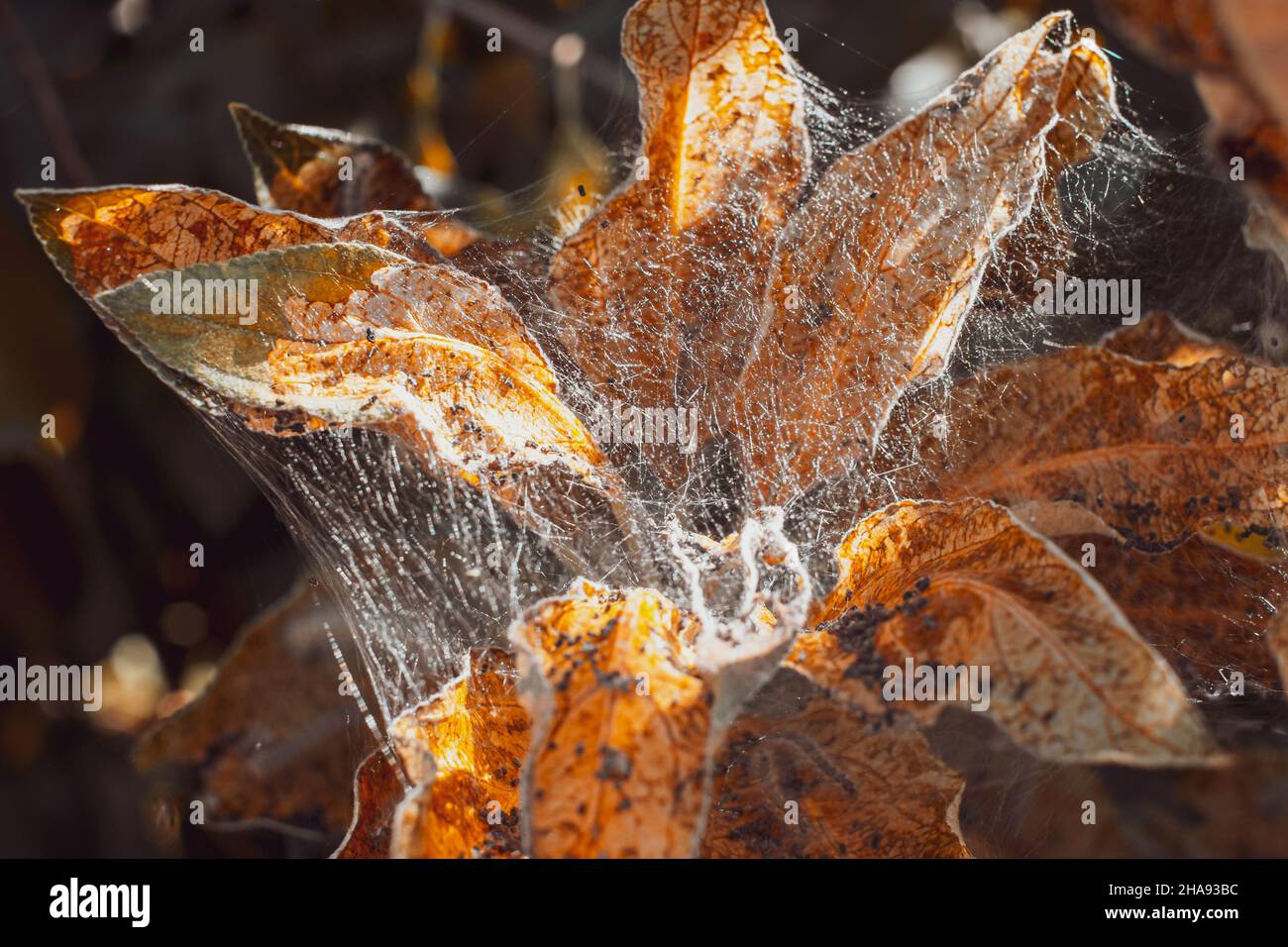 Un groupe de Moth Caterpiliers sur des feuilles sèches Banque D'Images