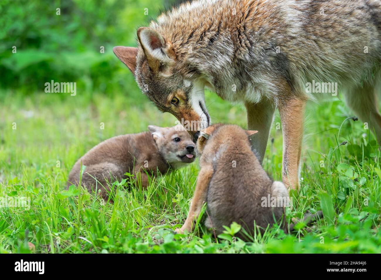 Le Coyote adulte (Canis latrans) interagit avec deux tasses été - animaux captifs Banque D'Images