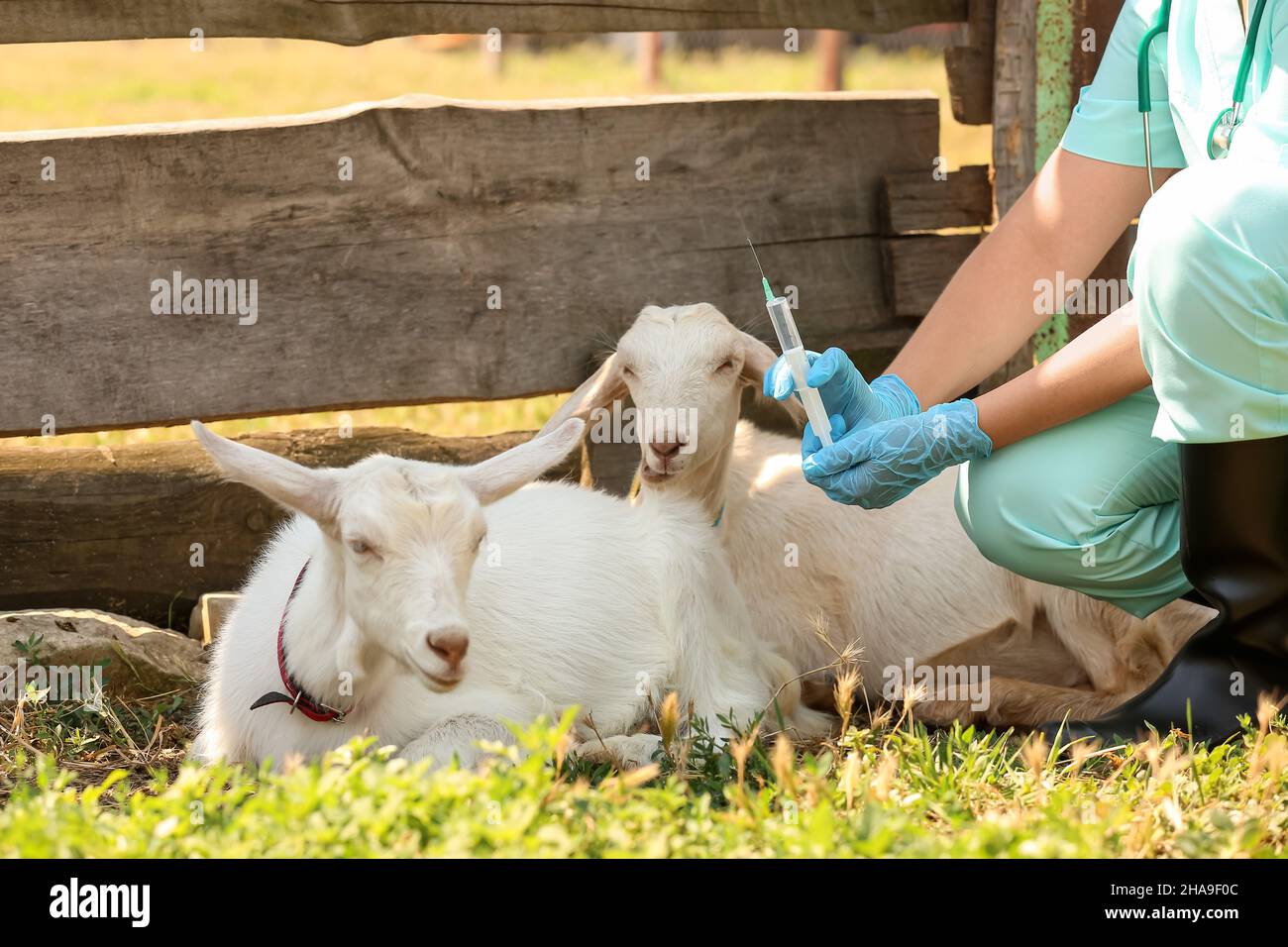 Vétérinaire vaccinant la chèvre à la ferme Banque D'Images