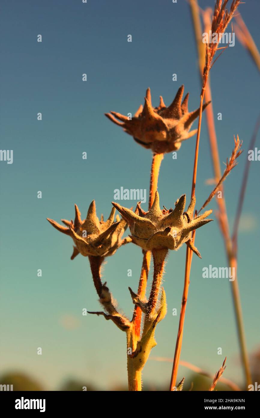 Sécher les fleurs flétrissent dans la prairie ensoleillée. Banque D'Images