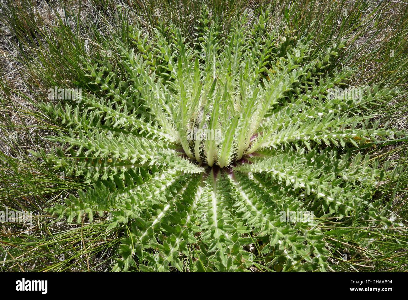 Plante de chardon avec des feuilles de pickly poussant sur terre Banque D'Images