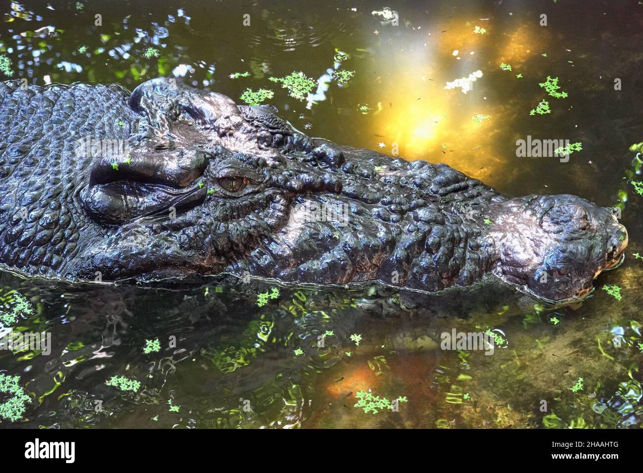 Cassius le plus grand crocodile d'eau salée australien à Marineland Melanesia à Cairns, en Australie Banque D'Images