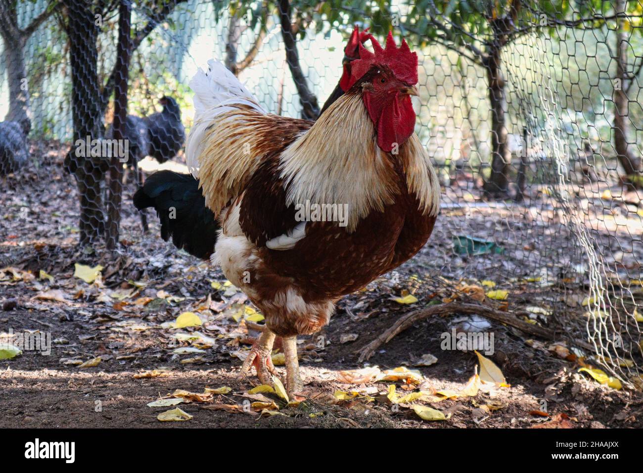Un coq blanc et brun (ou coq) debout dans une coop de poulet Banque D'Images