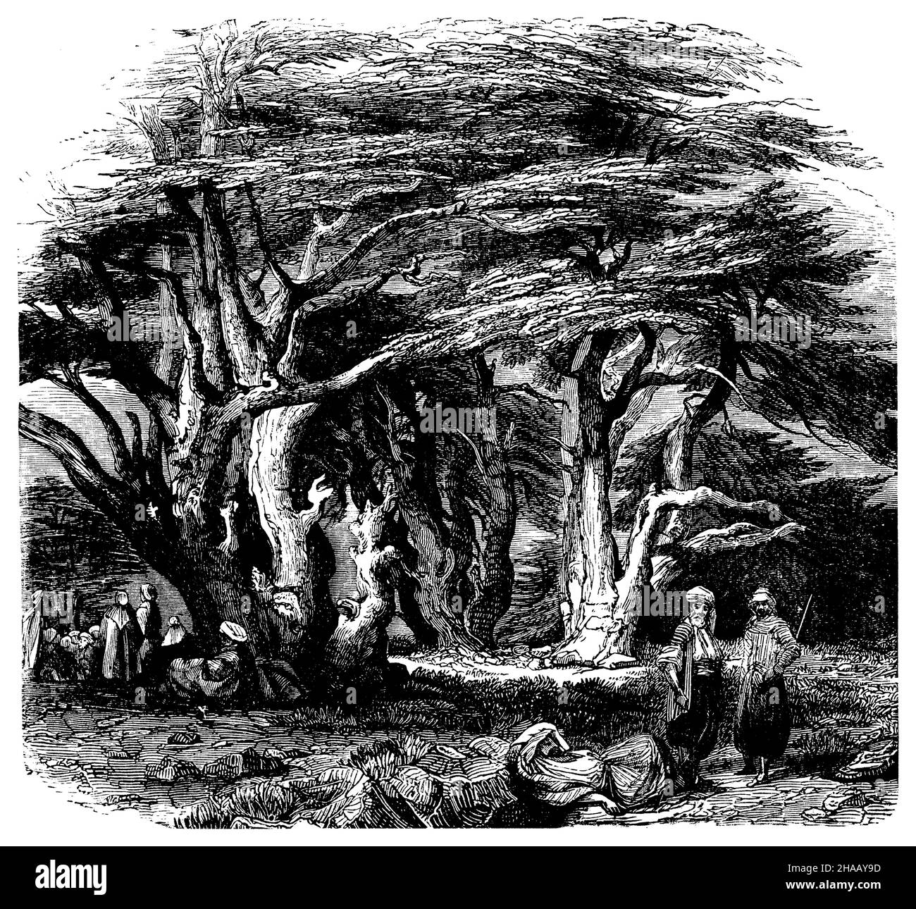 Cèdre du Liban, Cedrus libani Syn.Cedrus libanotica, (livre d'histoire de la religion, 1885), Zeder, Libanon- Banque D'Images