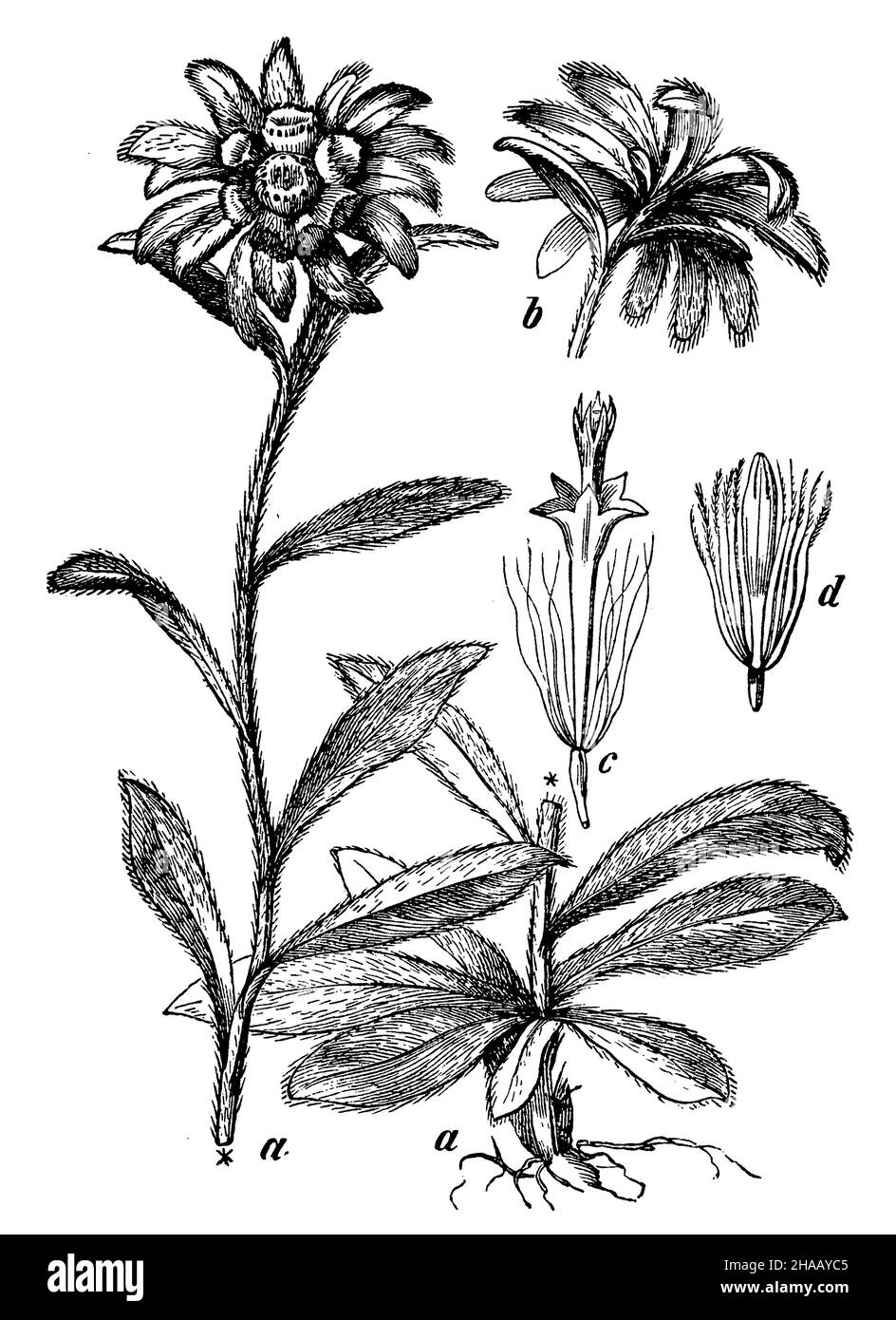edelweiss, Leontopodium nivale, (livre botanique, 1898), Edelweiß a Pflanze,bühlberg von unten, c einzelne Randblüte, d Blüte aus der Mitte Banque D'Images