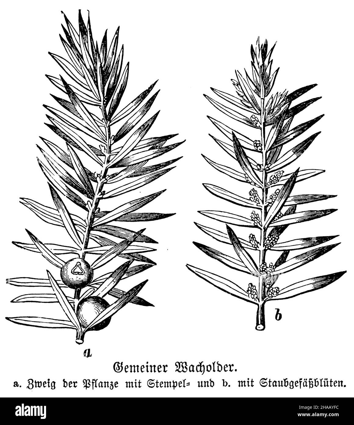 Genièvre, Juniperus communis, Wacholder (, ), Wacholder,Heide- a.Zweig der Pflanze mit Stempel- und b. mit Staubgefäßblüten Banque D'Images