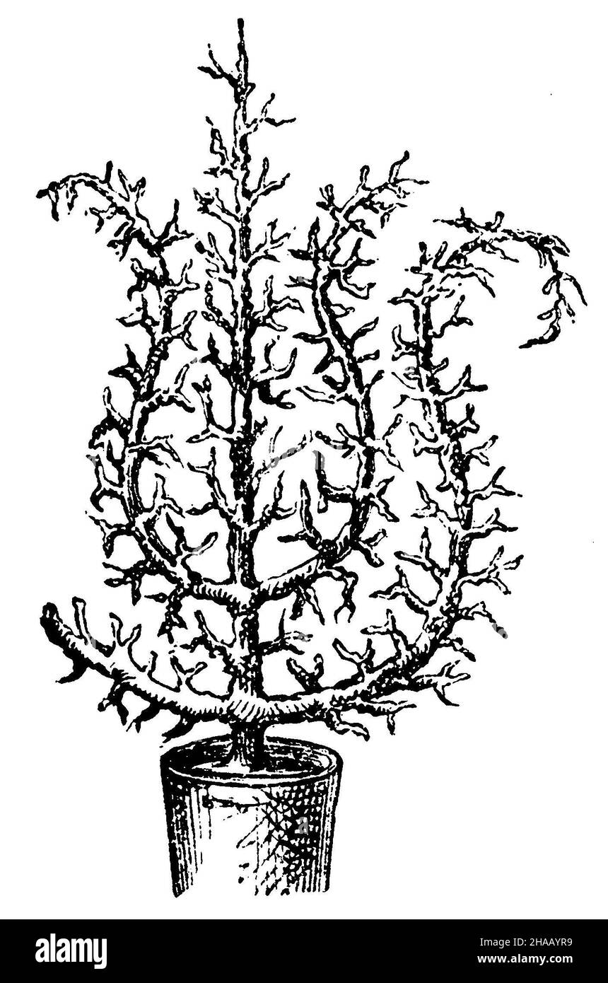 Arbre fruitier en pot: Une des formes qui peut être donnée à l'arbre fruitier en pot, , (livre de jardin, 1877), Topfobstbaum: Eine der Formen, die man dem Topfobstbaum geben kann Banque D'Images