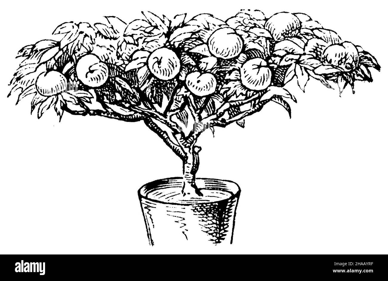 Arbre fruitier en pot: Une des formes qui peut être donnée à l'arbre fruitier en pot., , (livre de jardin, 1877), Topfobstbaum: Eine der Formen die man dem Topfobstbaum geben kann Banque D'Images