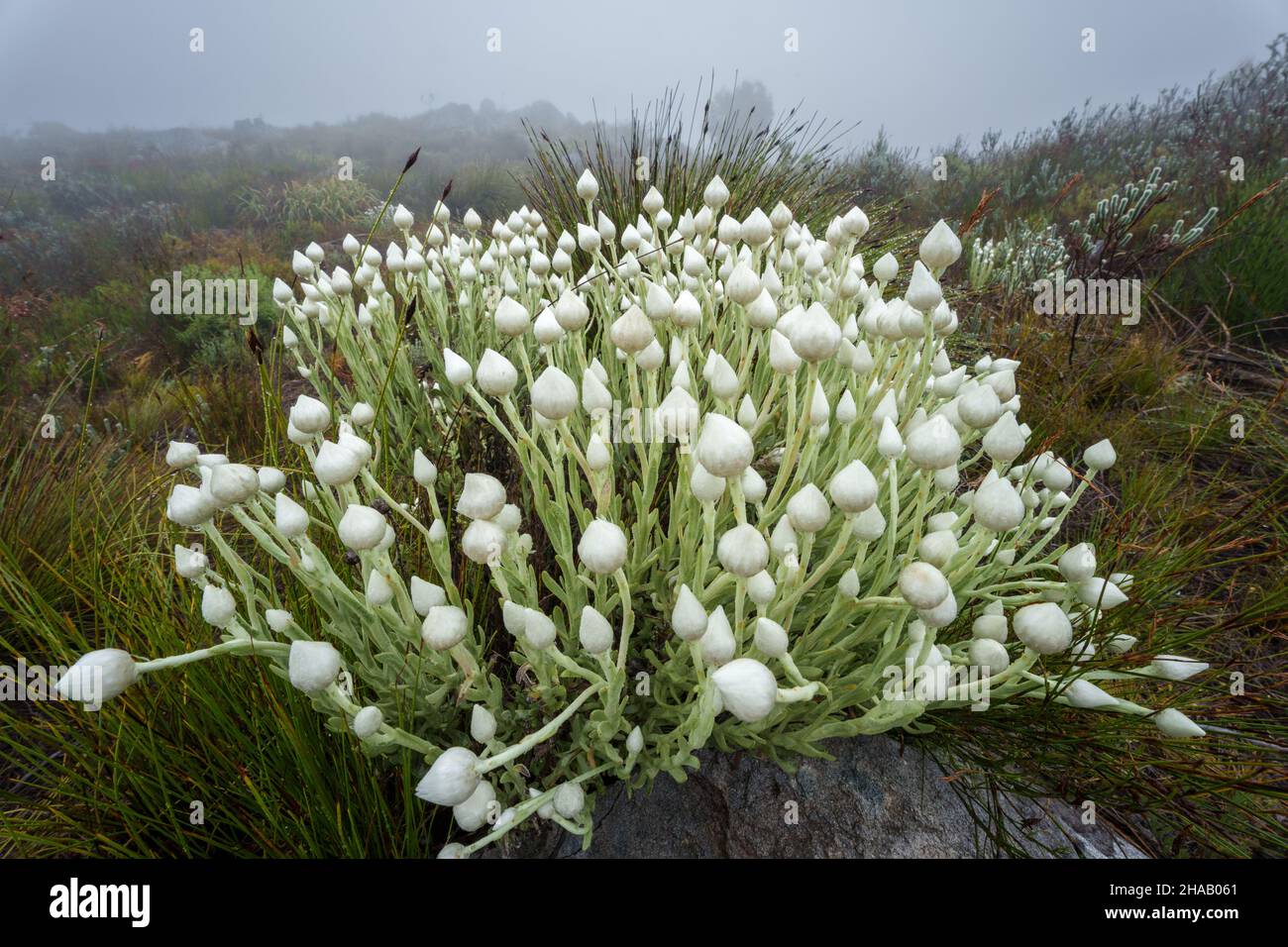 Fleur de neige éternelle ou blanche éternelle (Syncarpha vestita).Réserve naturelle de Kogelberg, côte des baleines, Overberg, Western Cape, Afrique du Sud. Banque D'Images