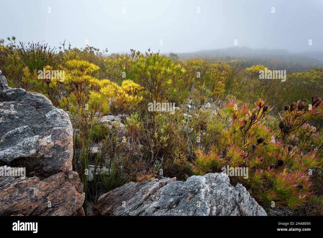 Fynbos végétation parmi les rochers de montagne dans la brume. Réserve naturelle de Kogelberg, côte des baleines, Overberg, Western Cape, Afrique du Sud. Banque D'Images