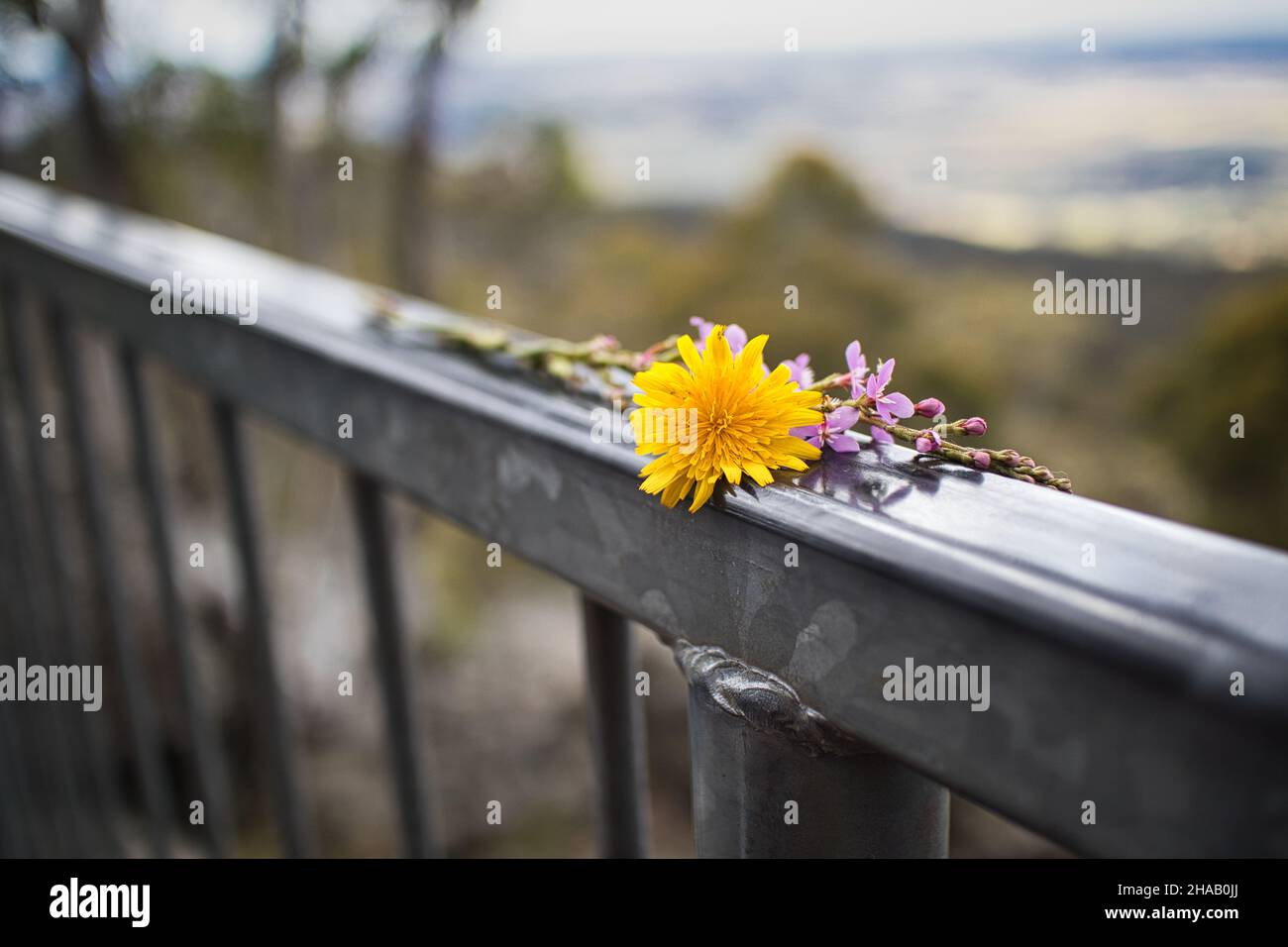 Fleurs sur une main courante à un angle avec un arrière-plan flou Banque D'Images