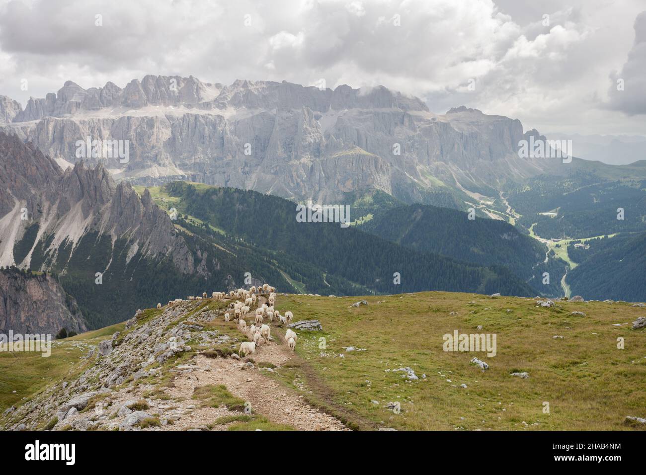 Brebis Brillenschaf dans un pâturage de montagne italien Banque D'Images