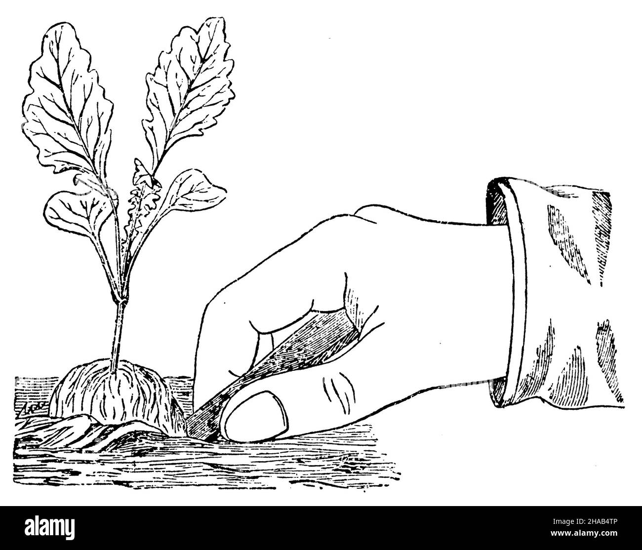 Creuser les semis, , (livre de jardin, 1913), Ausheben der Jungplfanzen,Création de plantes de jeunes Banque D'Images