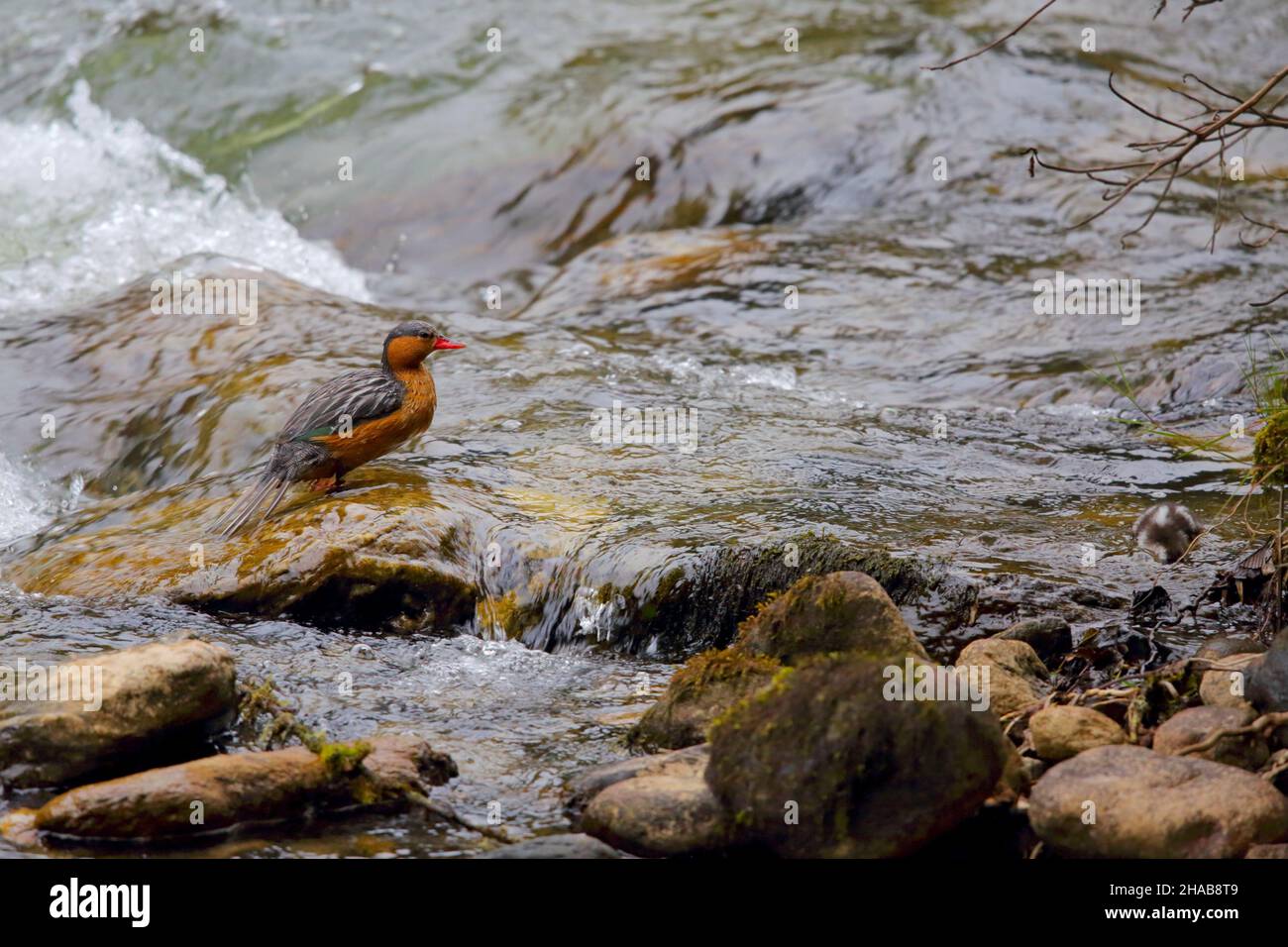 Canard perché Banque de photographies et d'images à haute résolution - Alamy