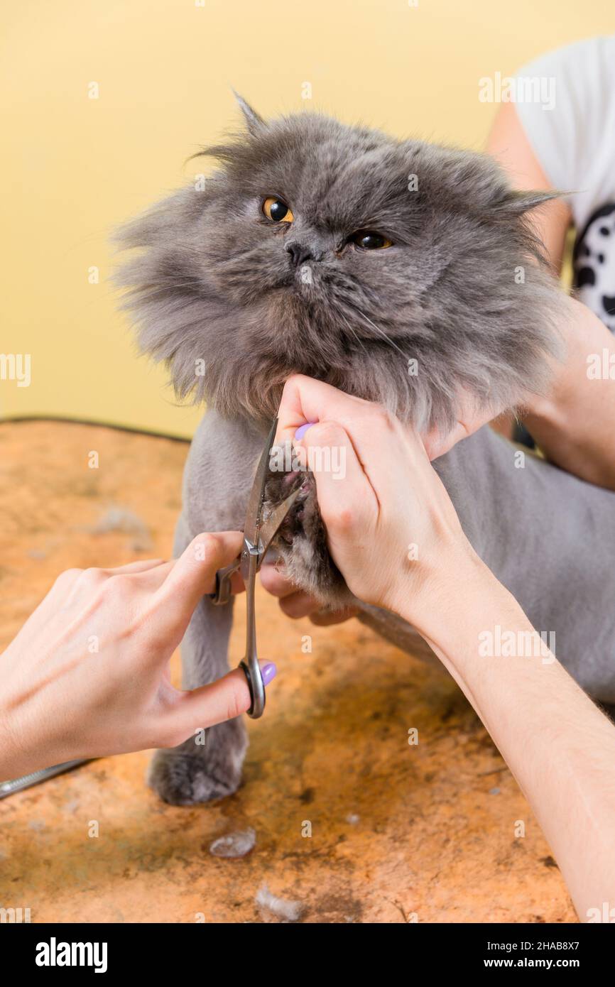 Toilettage chat animal en instituts de beauté. L'assistant utilise les ciseaux  pour couper les pattes Photo Stock - Alamy