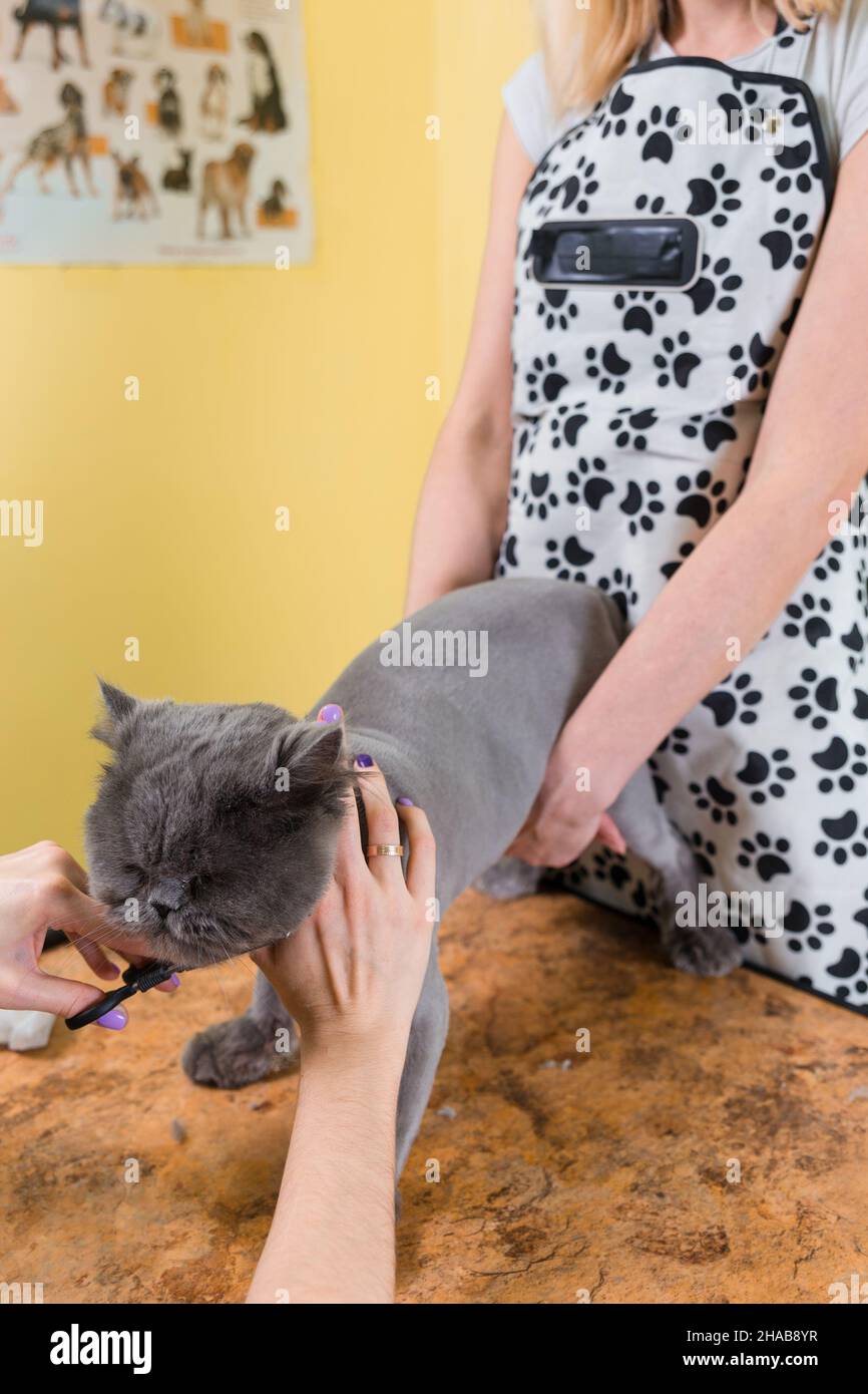 Toilettage chat animal en instituts de beauté. L'assistant utilise les ciseaux pour découper le visage. Banque D'Images