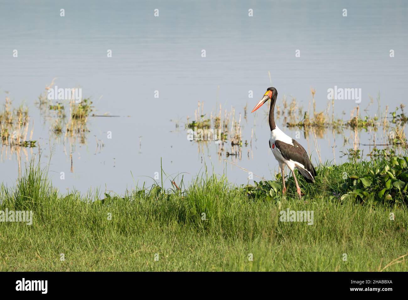 Stork à bec de selle (Ephippiorhynchus senegalensis), parc national de Murchison Falls, Ouganda Banque D'Images