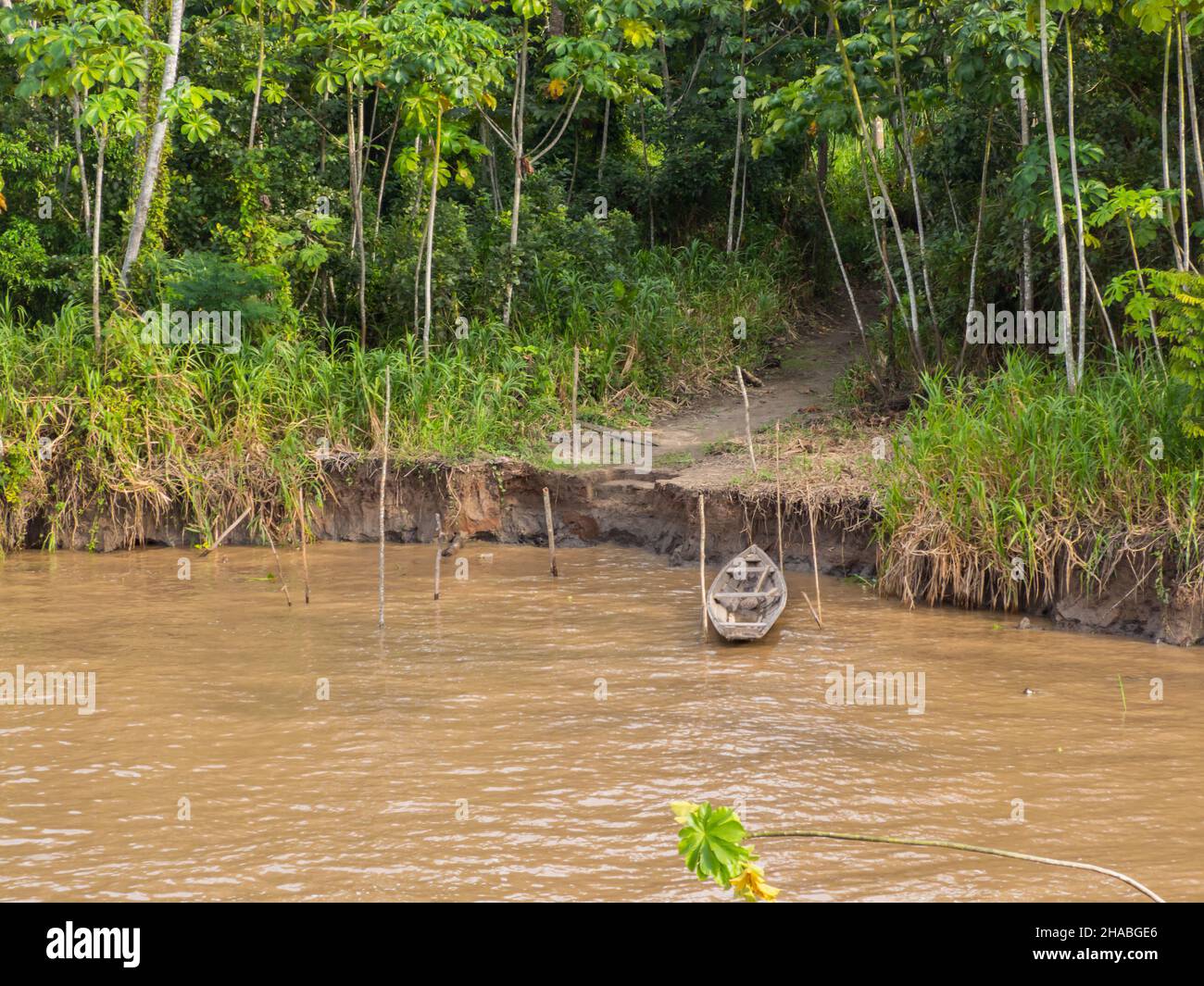 Vue sur la jungle sur la rive de l'Amazone, Amazonie. Selva à la frontière du Brésil et du Pérou. Amérique du Sud. Banque D'Images