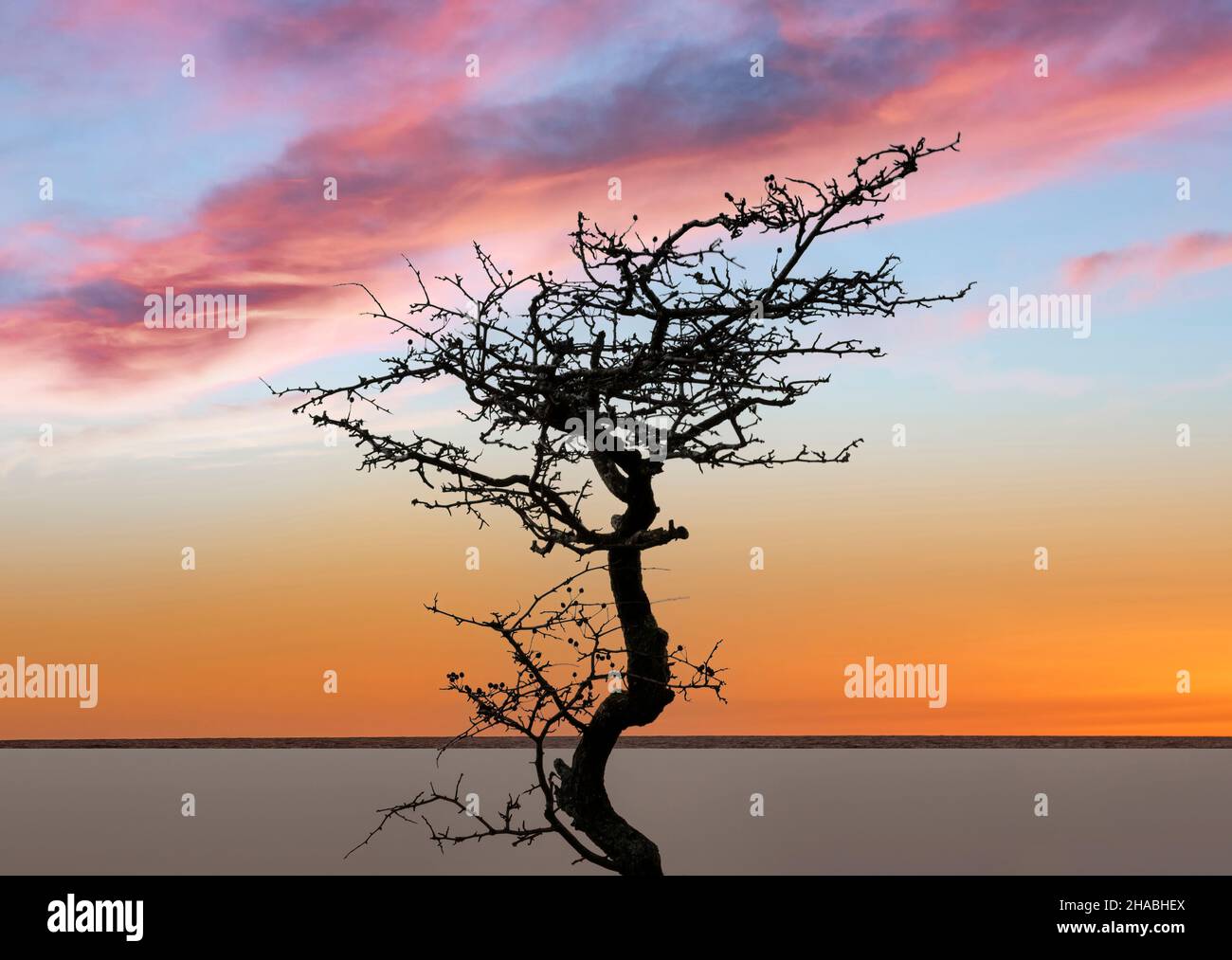 Une silhouette d'un arbre nu de style japonais au coucher du soleil Banque D'Images