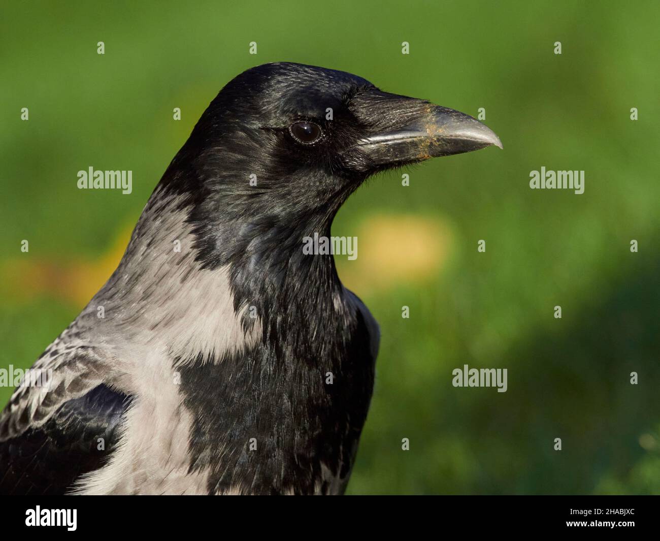 Corbeau à capuchon (Corvus cornix) marchant sur une prairie à Inverness, Highlands écossais, Royaume-Uni Banque D'Images