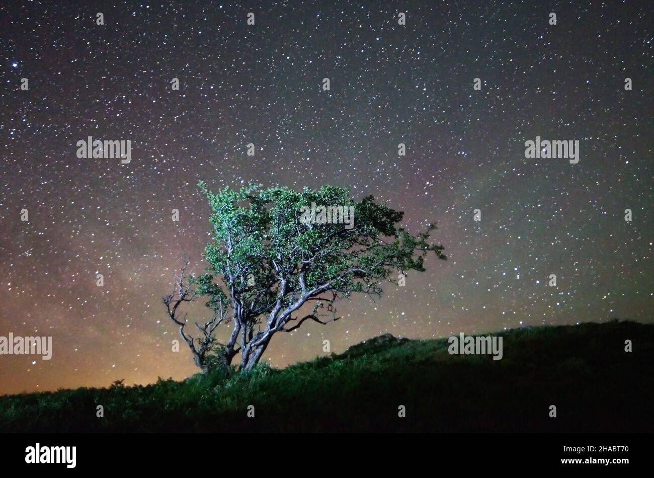 Paysage de nuit arbre solitaire sur un fond de ciel étoilé Banque D'Images