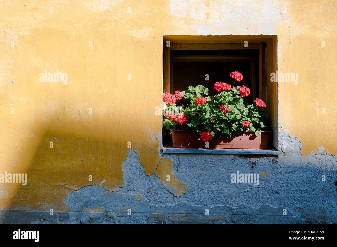 Le géranium rouge fleurit dans les fenêtres d'un mur jaune par temps ensoleillé Banque D'Images