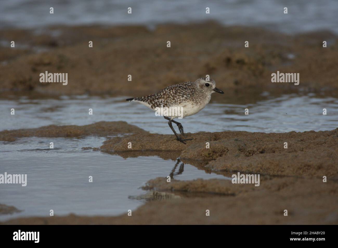 Il y a habituellement un ou deux pluvier gris sur les rochers de Costa Teguise en hiver.Il y a plein de vacanciers, donc vous pouvez vous approcher ! Banque D'Images