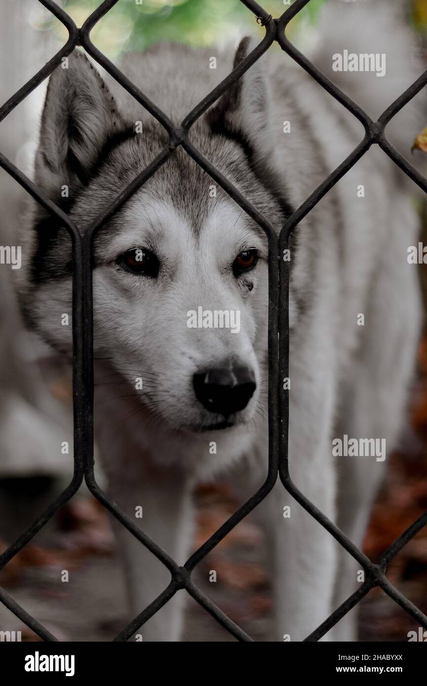 Un chien husky est assis derrière une clôture.Chien domestique. Banque D'Images