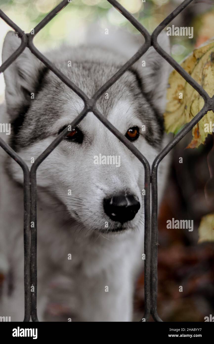 Un chien husky est assis derrière une clôture.Chien domestique. Banque D'Images