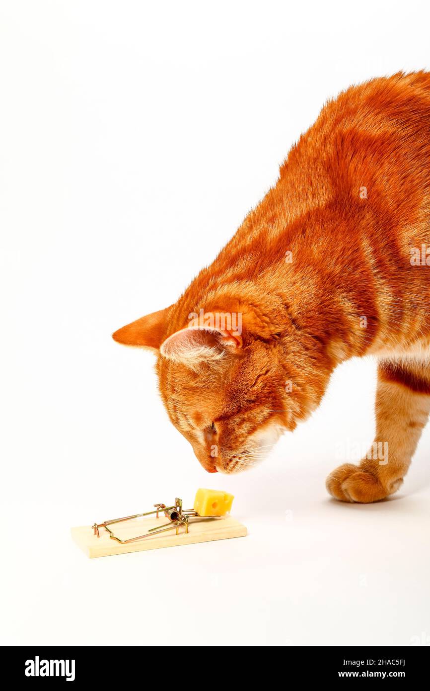 Un curieux chat au gingembre vérifie un morceau de fromage sur un mousetrap appé Banque D'Images