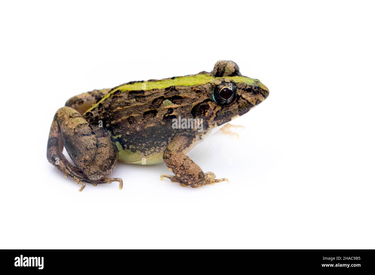 Image de grenouille brune isolée sur fond blanc.Pélophylax ridibundus.Animal.Amphibiens. Banque D'Images