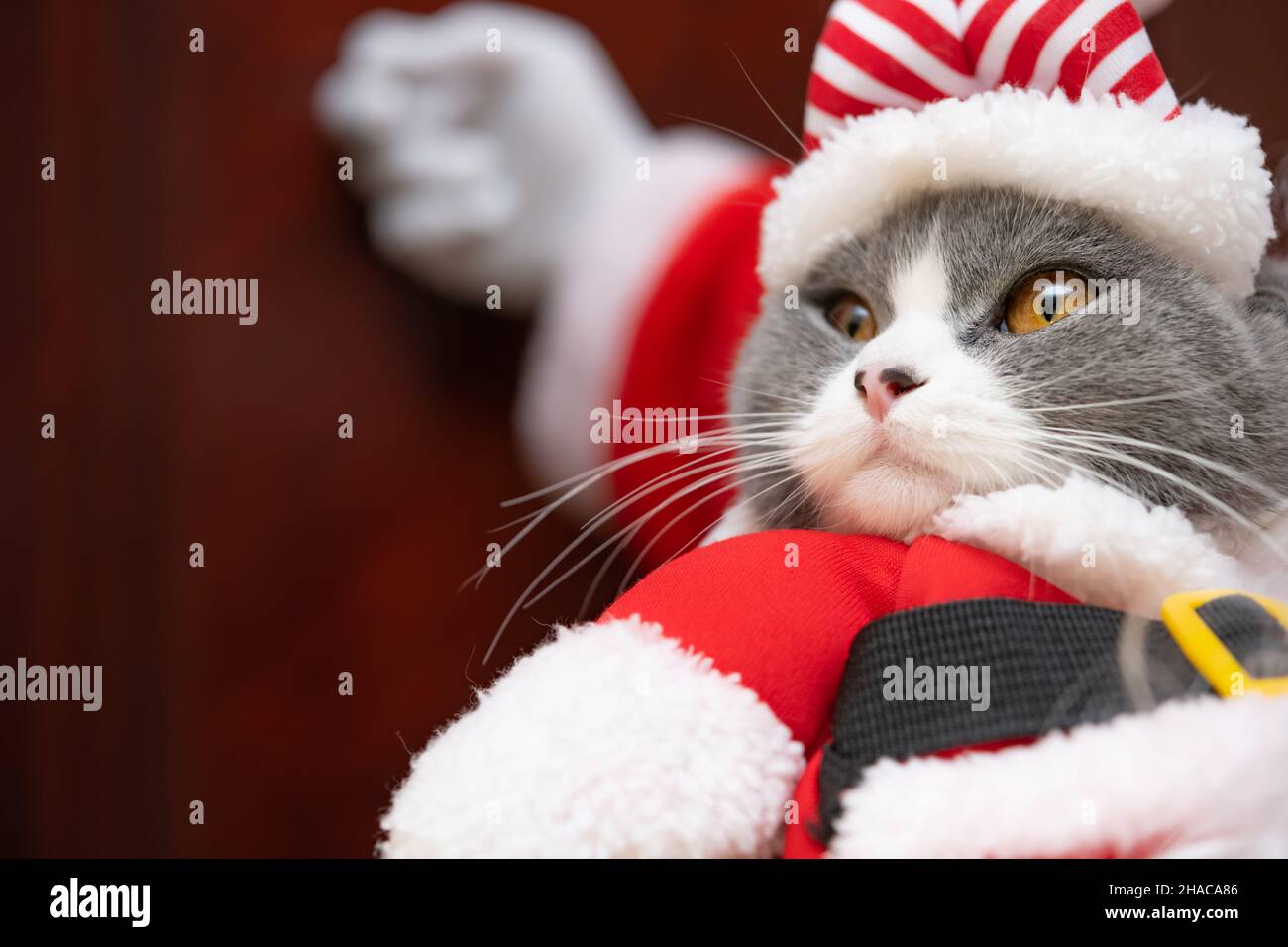Le Pere Noel Tient Un Chat Habille Et Frappe La Porte Photo Stock Alamy