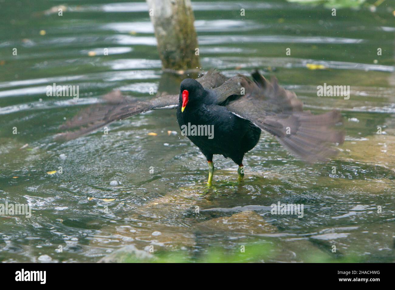 Moorhen, (Gallinula chloropus) baignade dans l'étang, secouant ses ailes plumes, Basse-Saxe, Allemagne Banque D'Images