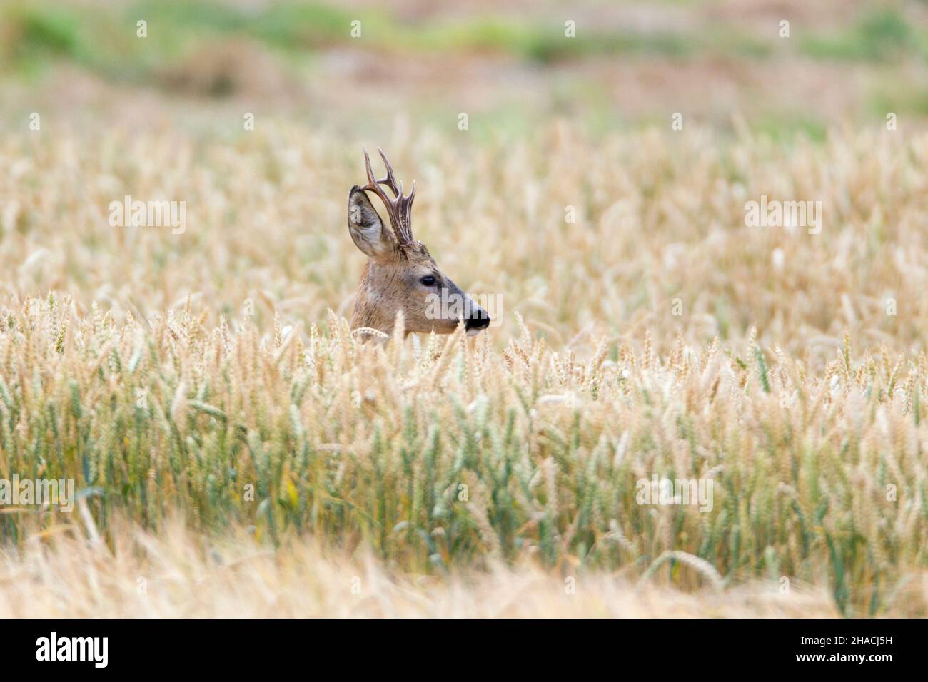 Cerf de Virginie, (Capranolus capranolus), buck à longues cornes, debout dans la culture du blé, Basse-Saxe, Allemagne Banque D'Images