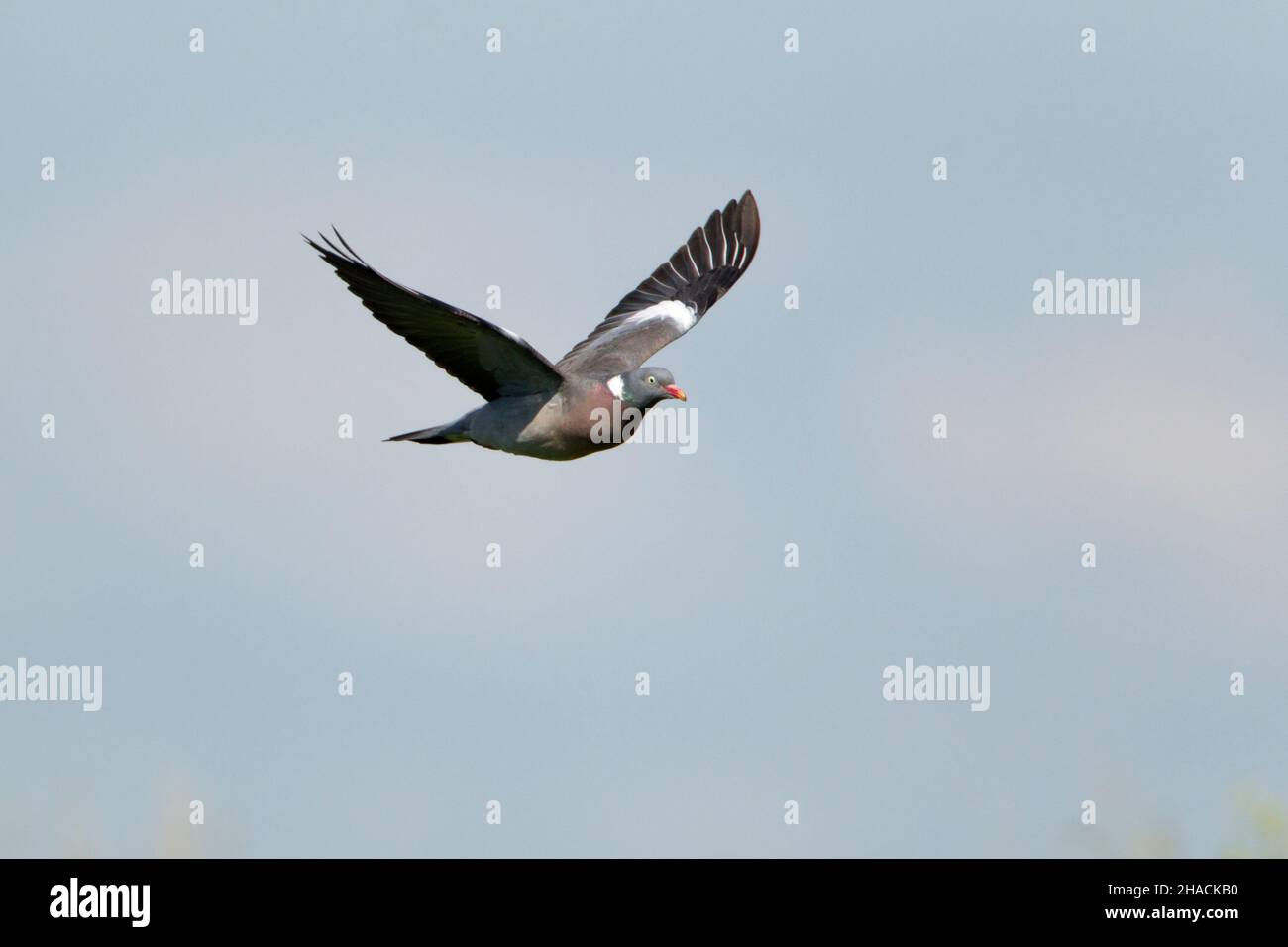 Pigeon en bois commun, (Columba palumbus), en vol, Basse-Saxe, Allemagne Banque D'Images Pigeon en bois commun, (Columba palumbus), en vol, Basse-Saxe, Allemagne Banque D'Images