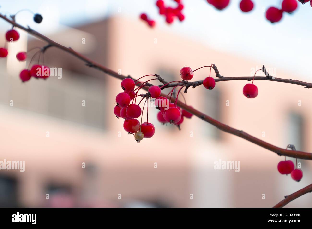 Arbre fruits rouges suspendus hiver Banque D'Images