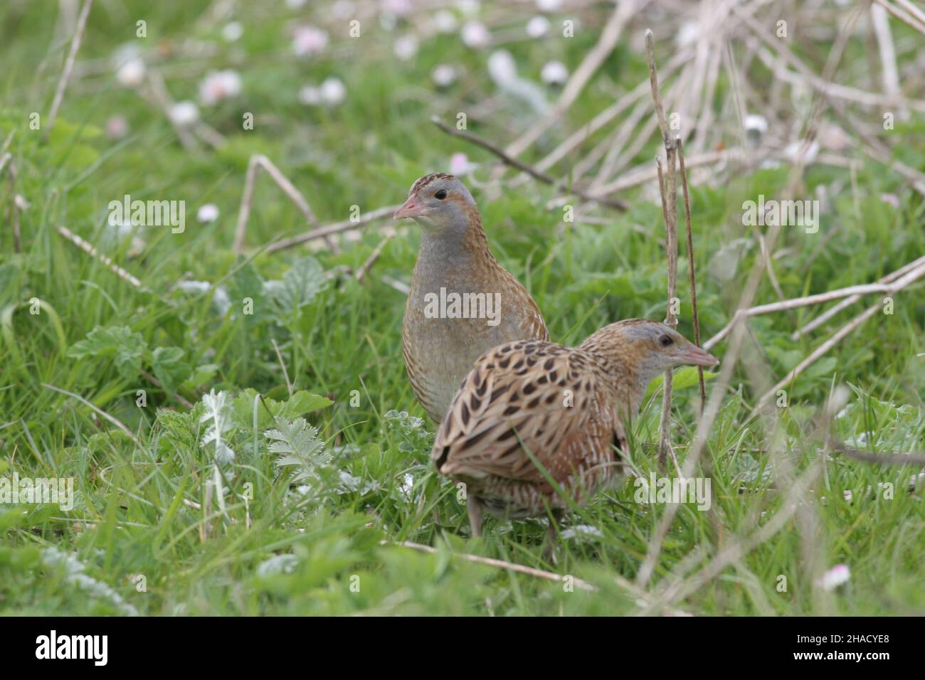 Le Corncrake est une espèce en déclin au Royaume-Uni avec une population stable sur les îles de l'ouest de l'Écosse, en raison de pratiques agricoles plus archaïques. Banque D'Images