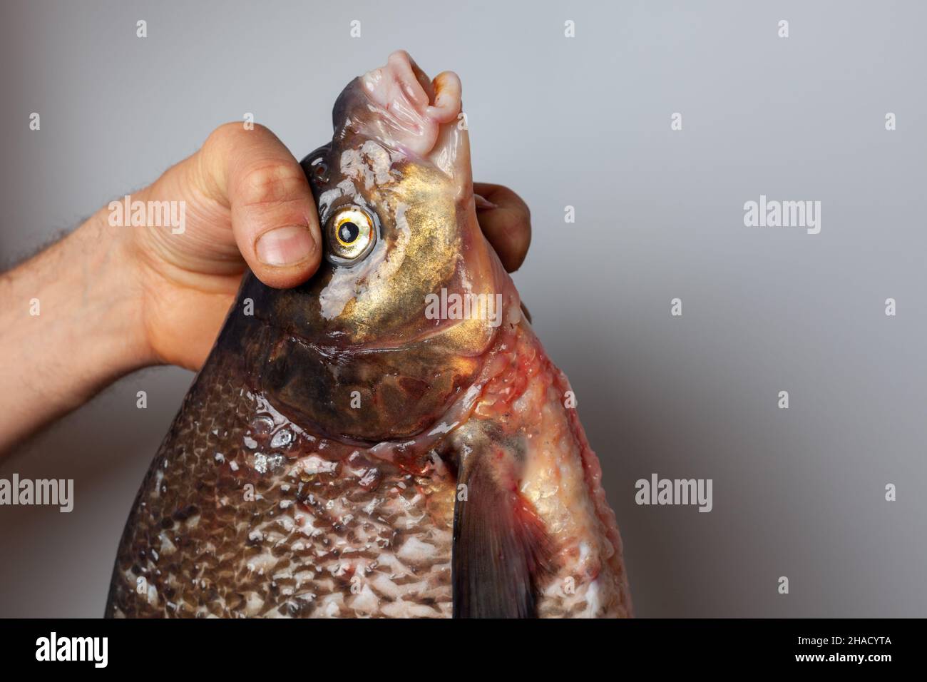 Grand poisson de bream nettoyé dans les mains d'un homme Banque D'Images