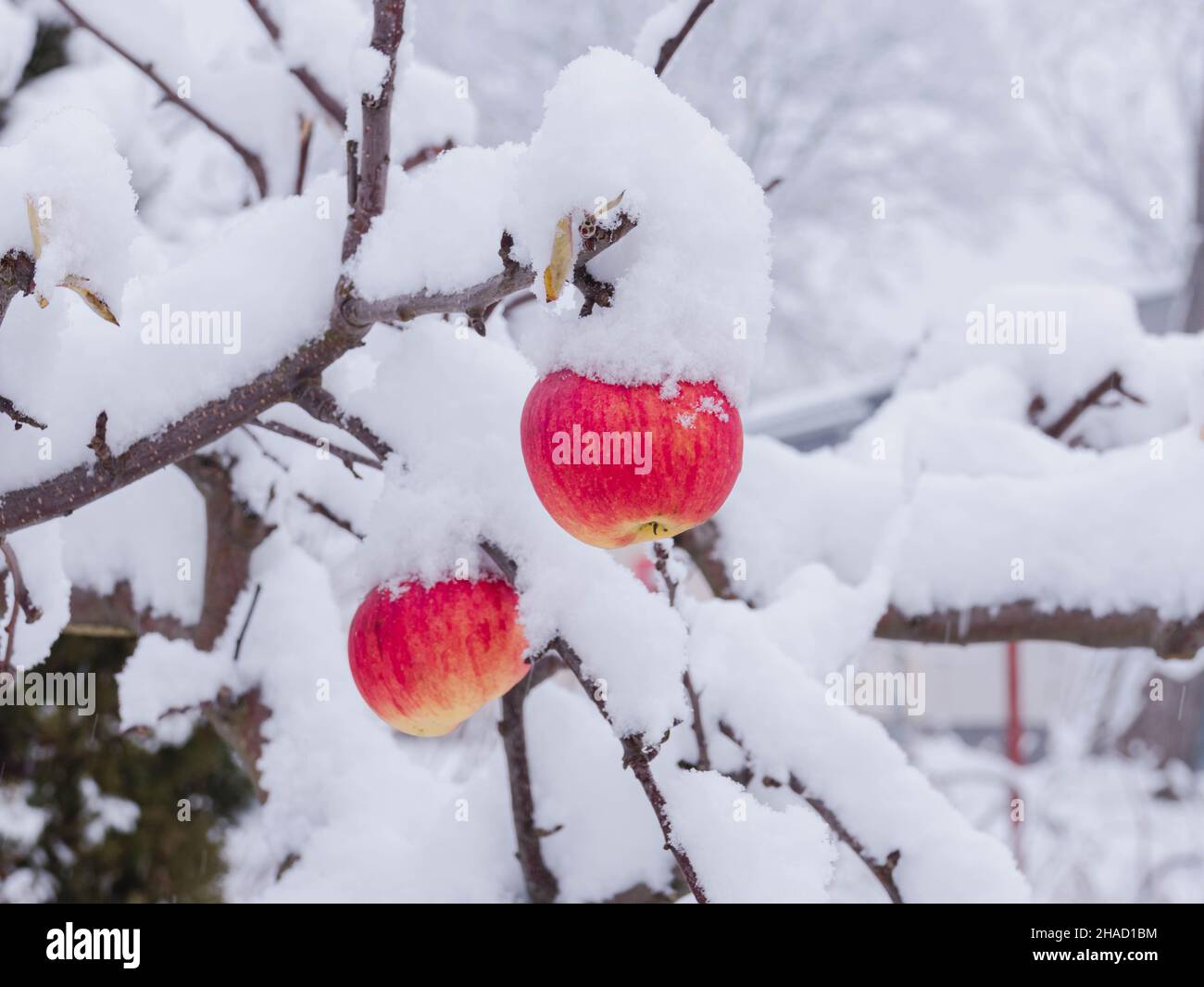 Jour d'hiver dans le verger.Sur les branches des arbres il y a des pommes rouges non cueillies. Banque D'Images