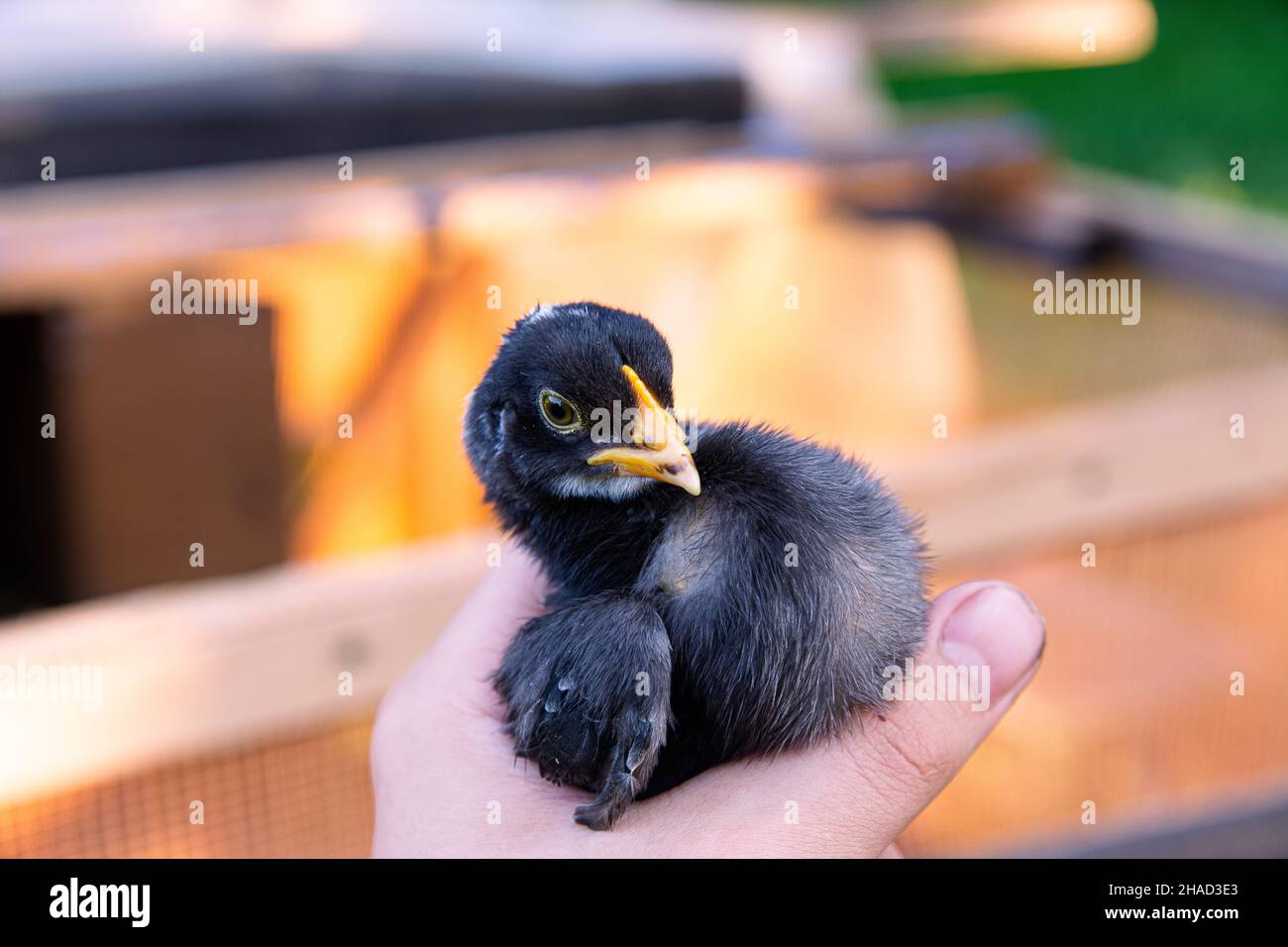 Un petit poulet noir est assis dans la main. Photo d'un petit gros plan de poulet. Banque D'Images